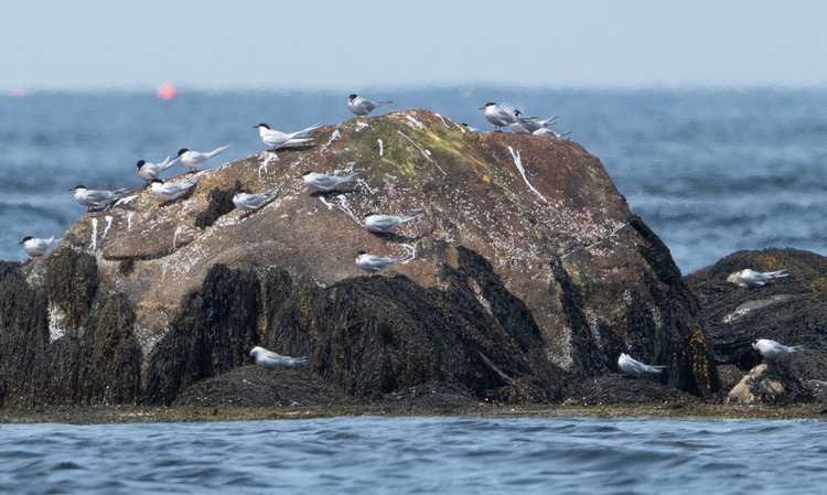Roseate and Common Terns at Ball Bar, Shelburne County, Nova Scotia